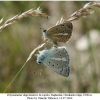 polyommatus dagestanicus copula